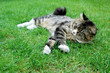 Maine Coon Cat. On the grass.