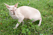 Peterbald Sphinx Cat on the grass