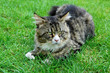 Maine Coon Cat lying on the grass. Closeup