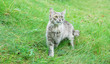 Cat on the grass