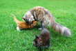 Little Maine Coon Cats. Lying On the grass.