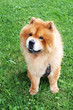 Chow Chow Dog sitting
