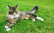 Maine Coon Cat. Lying On the grass.