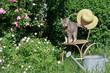 Cat in the garden
