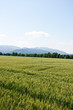 Roggenfeld in der Rheinebene mit Blick zum Schwarzwald