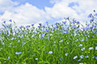 Blooming flax field