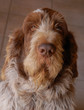 cane razza spinone roano