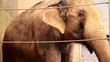 elephant at the zoo