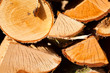 wood background