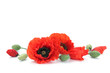 red poppies