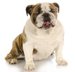 funny dog