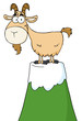 Longhorn Cartoon Character On Top Of A Mountain Peak Longhorn Cartoon Character On Top Of A Mountain Peak
