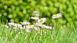 bush daisies in green grass