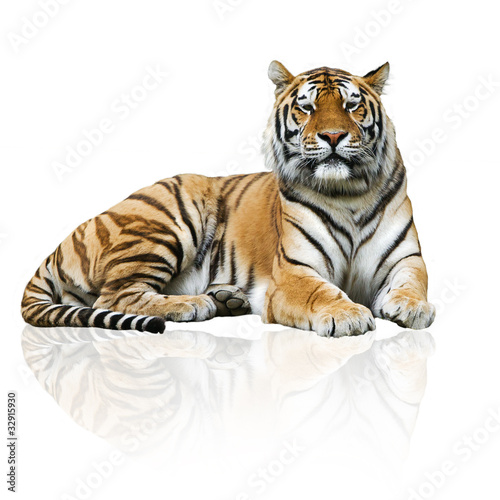 Photo: Tigre Tigre