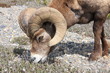 Bock