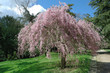 Park with pink tree