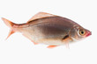 fish[Surfperch]_123