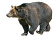 Brown bear isolated on white