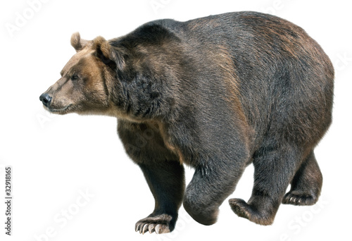 Photo: Brown bear isolated on white Brown bear isolated on white