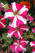pétunia bicolore