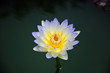 white waterlily