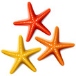 Three starfishes on white