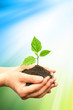 Green plant