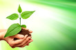 Green plant with green backround
