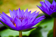 Purple waterlilies