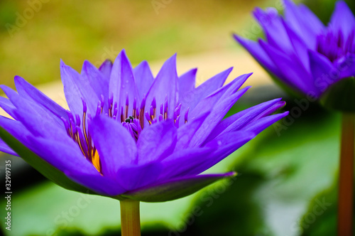 Photo: Purple waterlilies Purple waterlilies