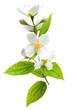 Photo: Jasmine flowers. Jasmine flowers.