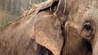 encounter with an elephant