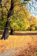 Oslo botanical garden by autumn