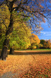 Oslo botanical garden by autumn