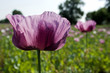 opium poppy field opium poppy field