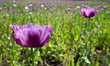 opium poppy opium poppy