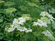 Schwarzer Holunder - Sambucus nigra