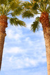 Image of two palms in front of the sky