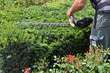 Hecke schneiden