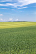 Weizenfeld in Bayern