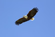 Foto: Schreiseeadler Schreiseeadler