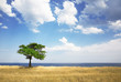 Field, tree, sea