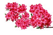 Rhododendron