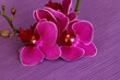 Orchideenblüte