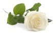 White rose in front of a white background