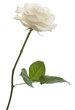 White rose in front of a white background