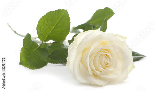 Photo: White rose in front of a white background White rose in front of a white background