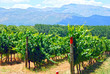 vineyard in West Cape(South Africa)