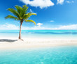 Foto: palm on island palm on island