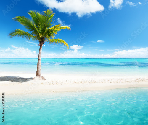 Photo: palm on island palm on island